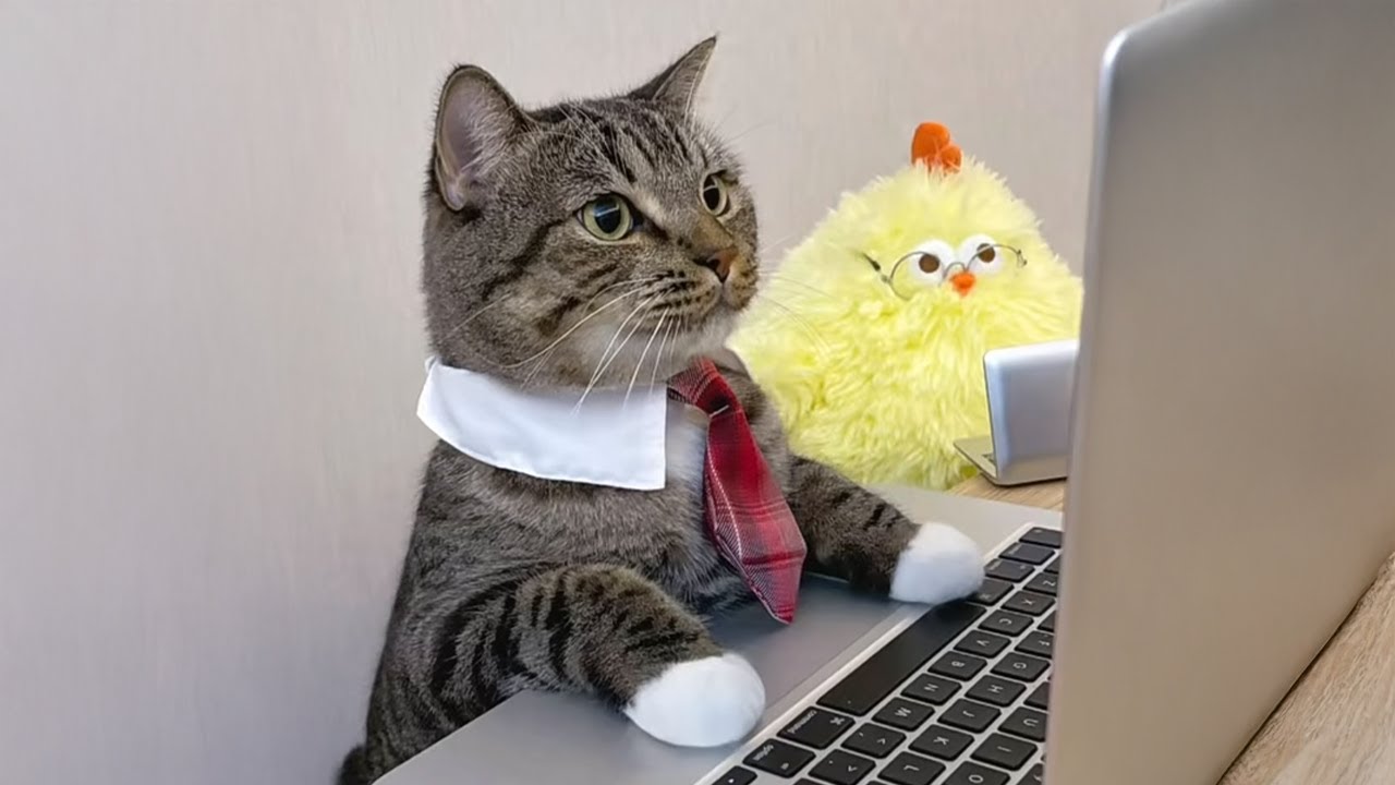 Hack cat profile picture